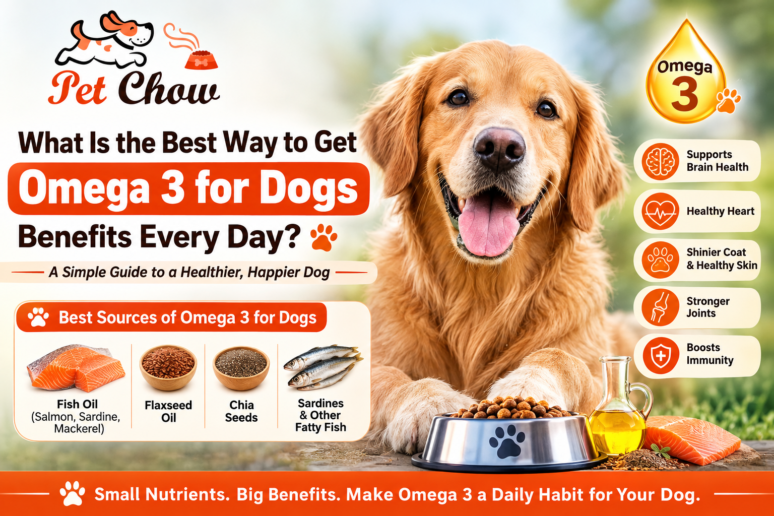 What Is the Best Way to Get Omega 3 for Dogs Benefits Every Day?